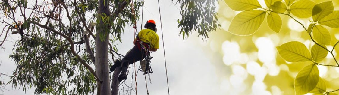 All About Tree Services